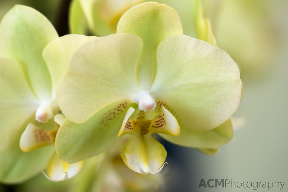 orchid photo gallery acm photography