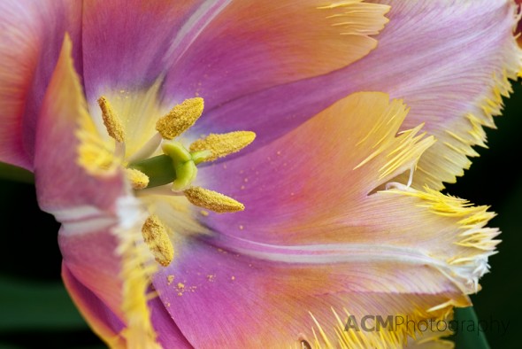 Aleppo Tulip