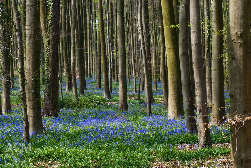 Hallerbos - Belgium's Blue Forest