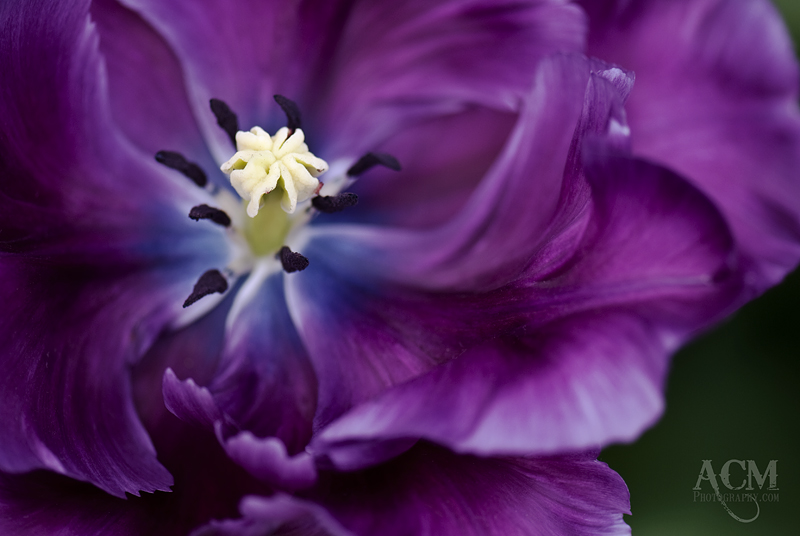 091604_keukenhof_0319