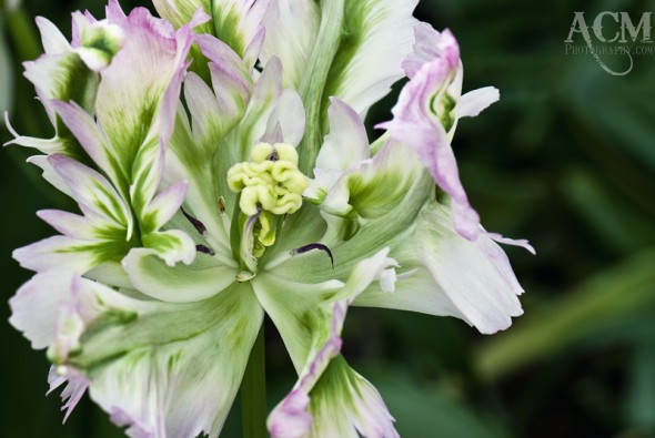 huesatkeukenhofafter