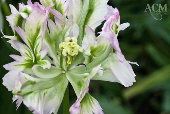 huesatkeukenhofbefore