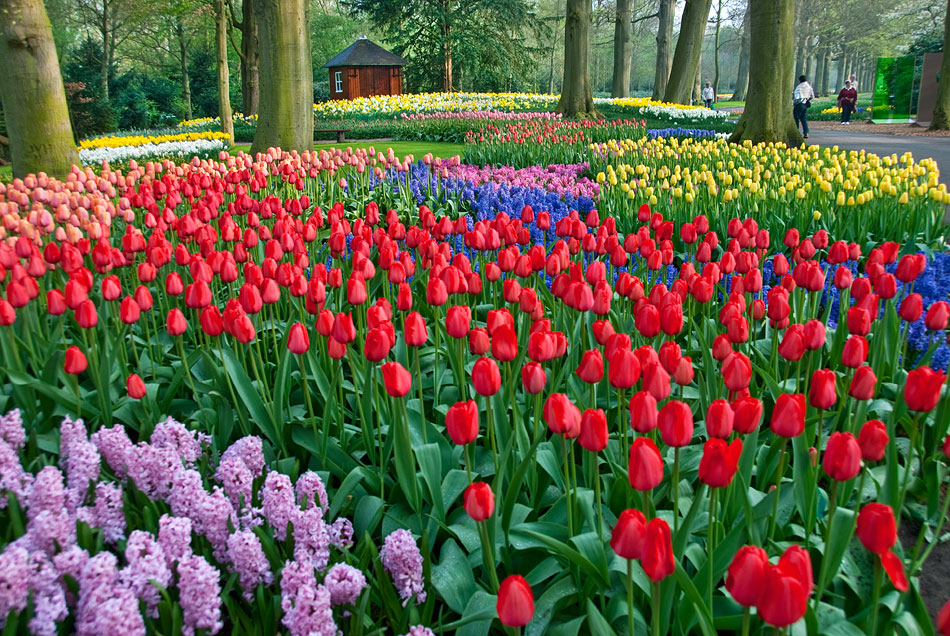 Keukenhof Gardens 2009 Photos Video