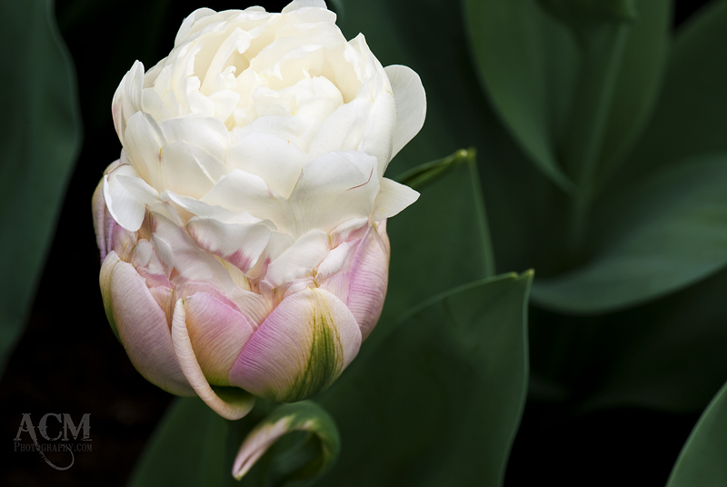 "Ice Cream" Tulip - Double Late