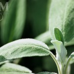 My Passion for the Garden