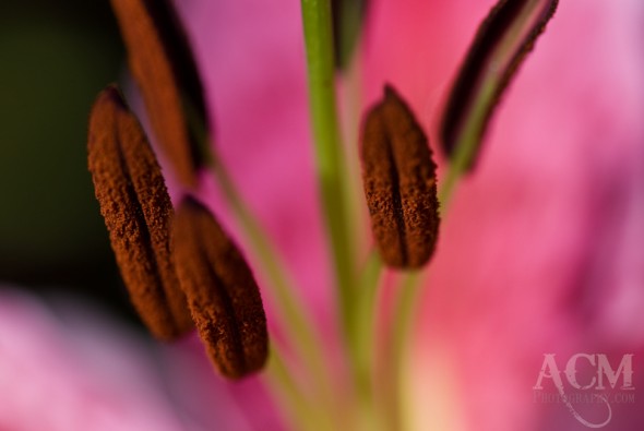 Stargazer Lily