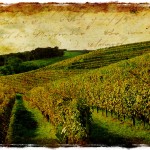 French Vineyard, Monein, France - Forgotten Postcard