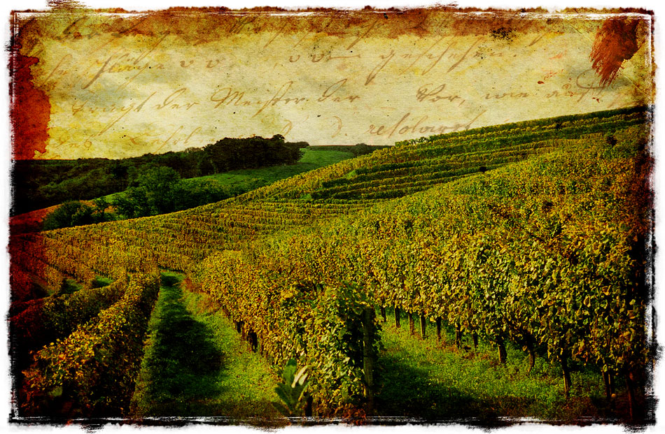 French Vineyard - Forgotten Postcard