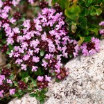 Wild-flowers in the Pyrenees