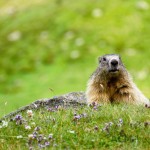 Alpine Marmot
