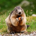 Alpine Marmot