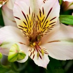 Alstroemeria 'Konreflex'