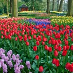 Tulips at Keukenhof Gardens 2009