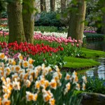 Tulips at Keukenhof Gardens 2009