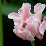 Single Late Tulip 'Witty Picture'