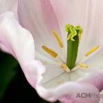 Triumph Tulip 'Gabriella'