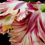 "Flaming Parrot" - Parrot Tulip