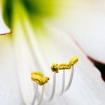 Hippeastrum 'Picotee' (Amaryllis)