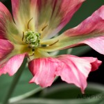 Viridiflora Tulip 'Esperanto'