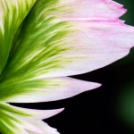 Parrot Tulip 'Green Wave'