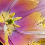 Fringed Tulip "Aleppo"