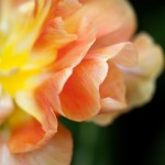 Double Late Tulip "Charming Lady"