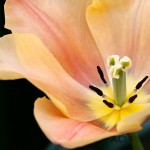 Triumph Tulip 'Apricot Foxx'