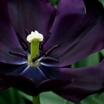 Black Charm - Triumph Tulip