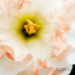 Narcissus 'Pink Wonder'