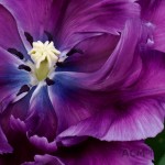 Parrot Tulip 'Blue Parrot'