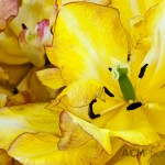 Double Early Tulip 'Aquila'