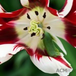 Parrot Tulip 'Flaming Green Parrot'