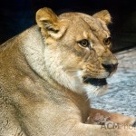 Lioness
