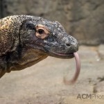 Monitor Lizard