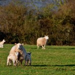 Baby Lambs with their Mother Sheep