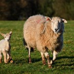 Baby Lamb with Mother Sheep