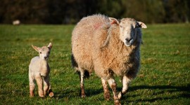 Photographing Spring Lambs