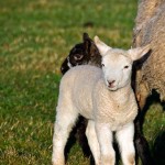 Baby Lambs stick close to Mom