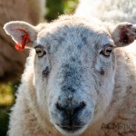 Mother Sheep watches the Camera