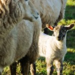 Baby Lamb with Mother Sheep