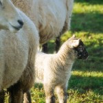 Spring Lamb and Mama Sheep
