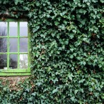 Ivy Window