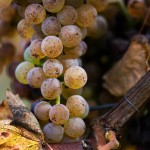 Grapes for Jurancon Wine