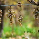 Petit Manseng Grapes