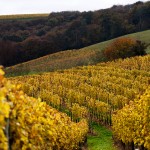 Vineyards in Autumn