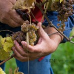 Harvesting Grapes for Wine