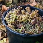 Pail of Grapes