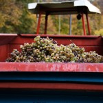 Grapes and Tractor