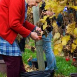 Harvesting Grapes for Wine