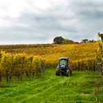 Tractor in the Vineyard